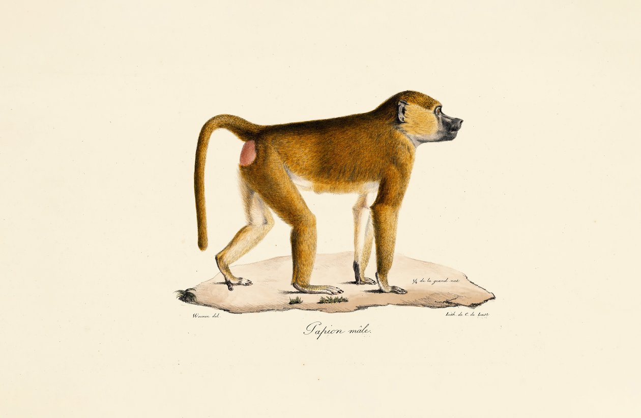 Gine Babunu (erkek) by Jacques Christophe Werner
