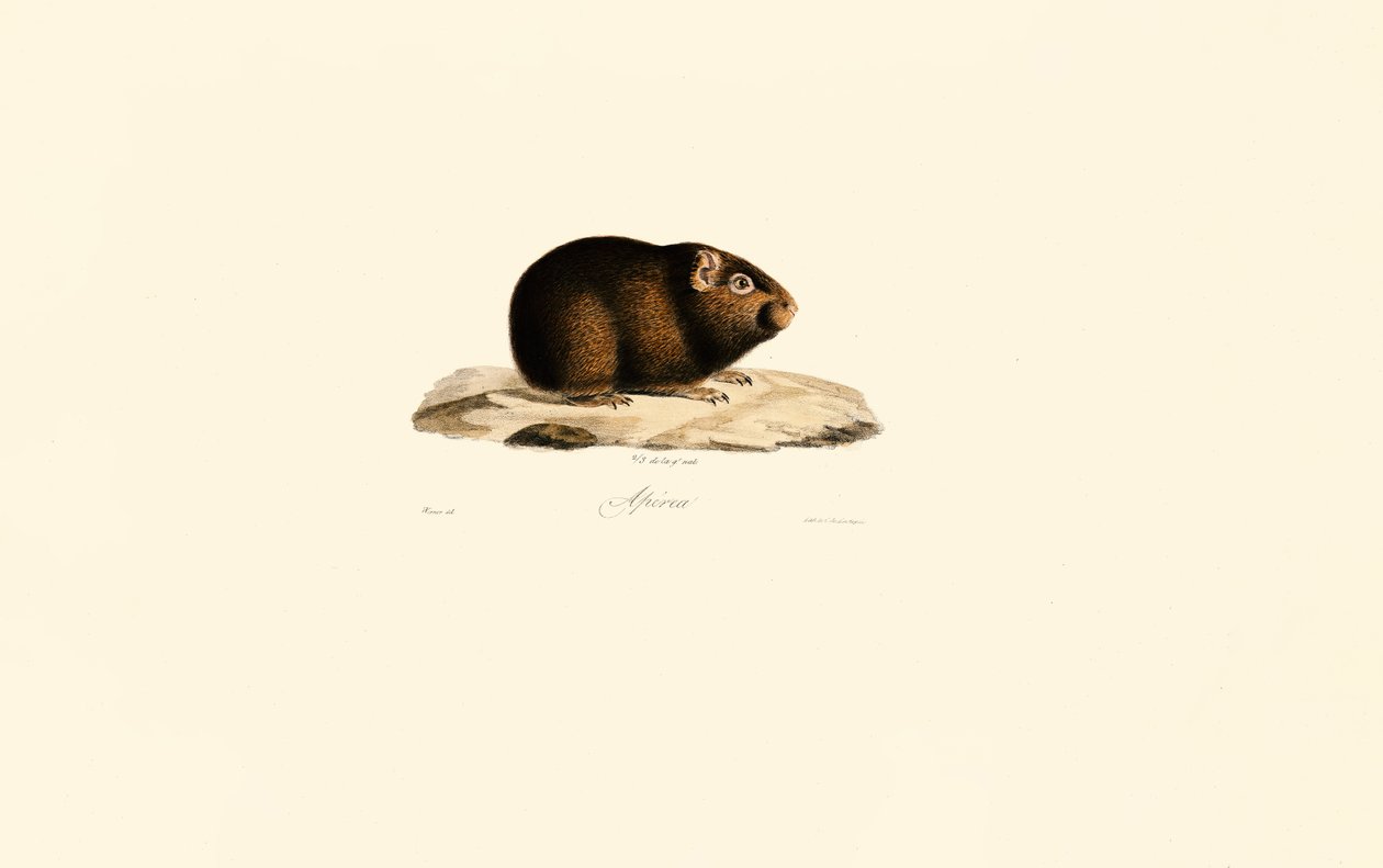 Gine Domuzu by Jacques Christophe Werner