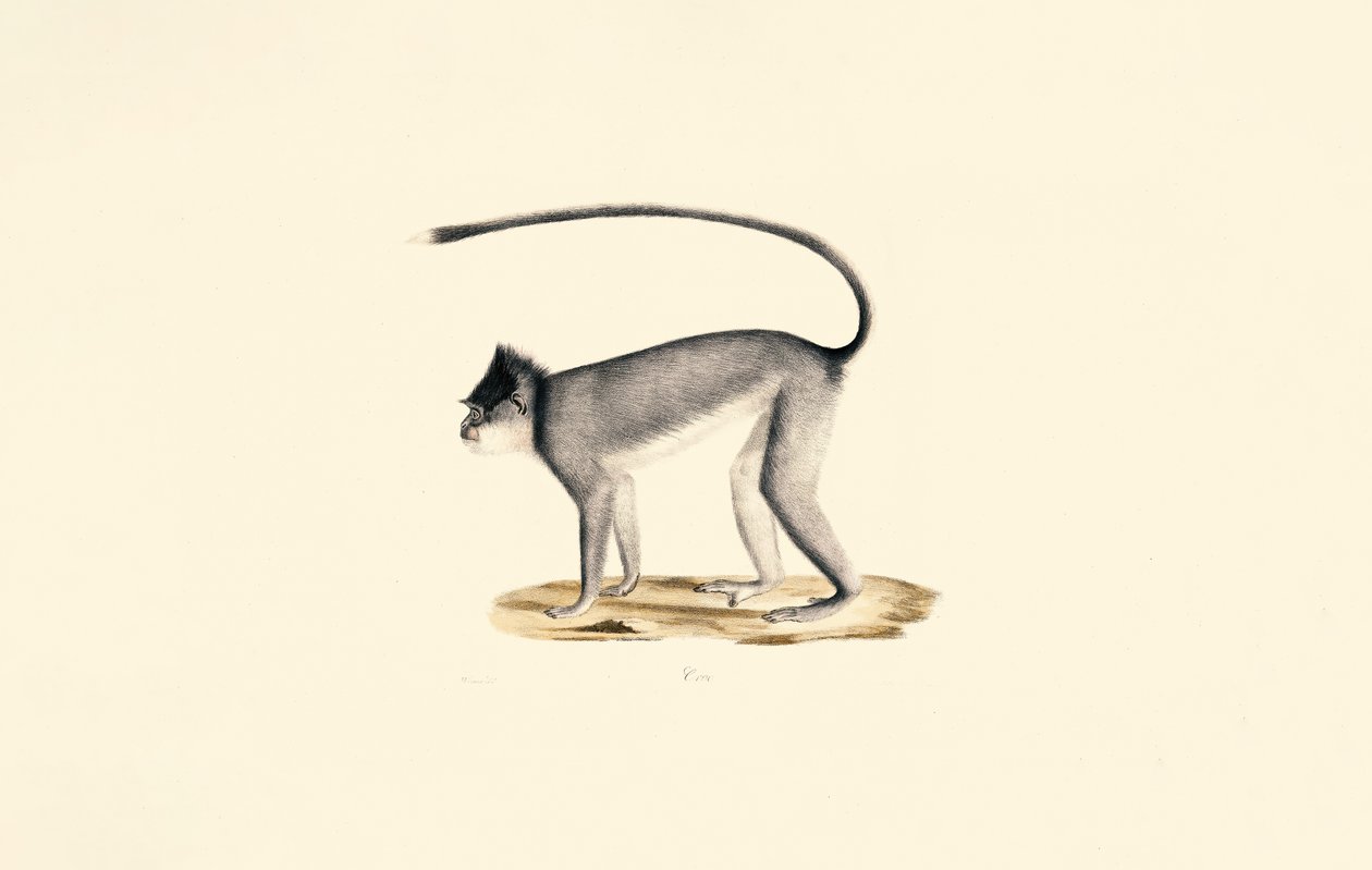  by Jacques Christophe Werner