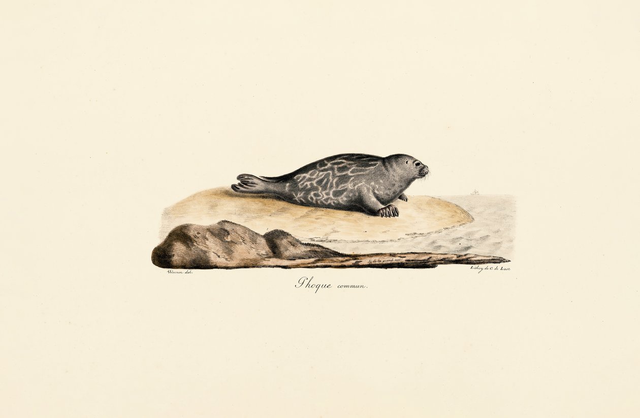 Liman Foku by Jacques Christophe Werner