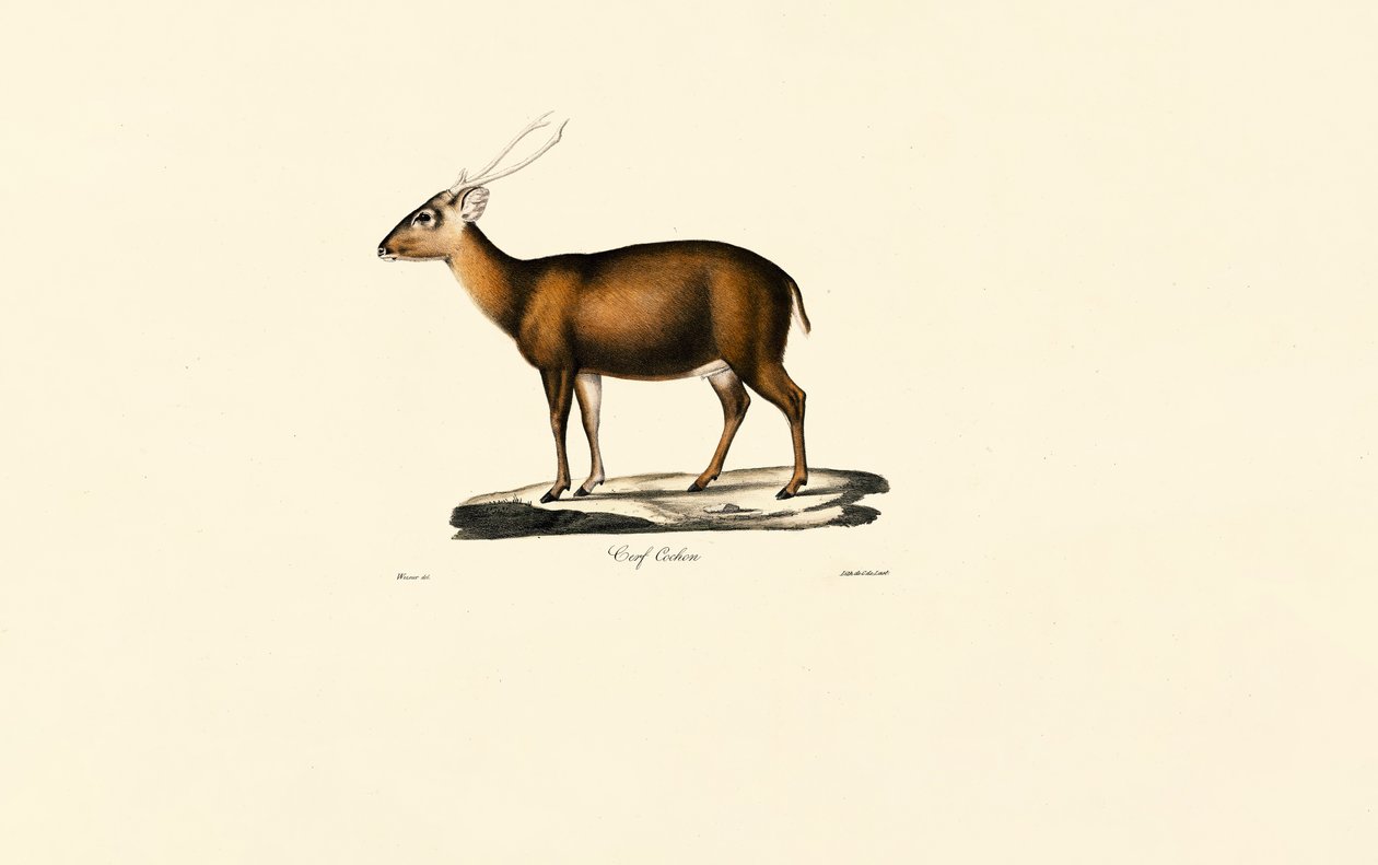 Hint Muntjac (Cerf Cochon) by Jacques Christophe Werner