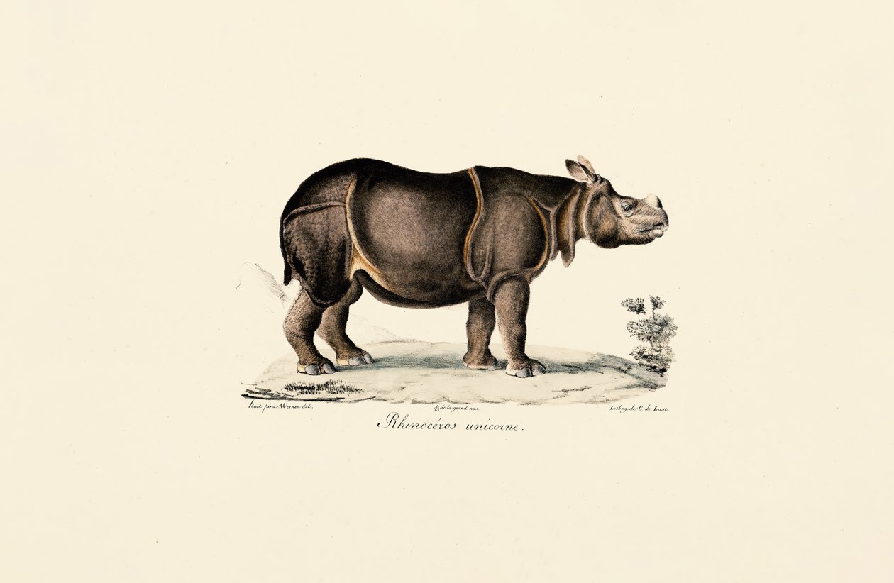 Hint Gergedanı by Jacques Christophe Werner
