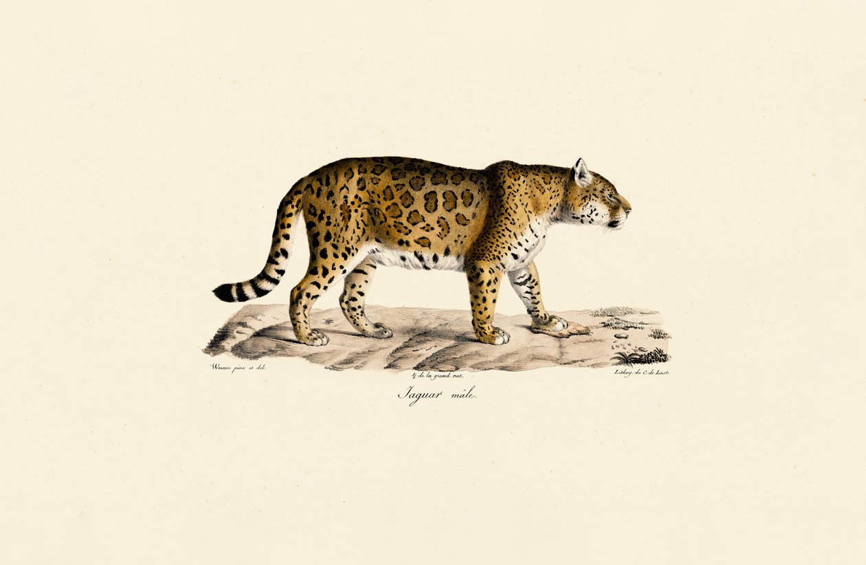 Yandan Görünümde Jaguar (Erkek) by Jacques Christophe Werner