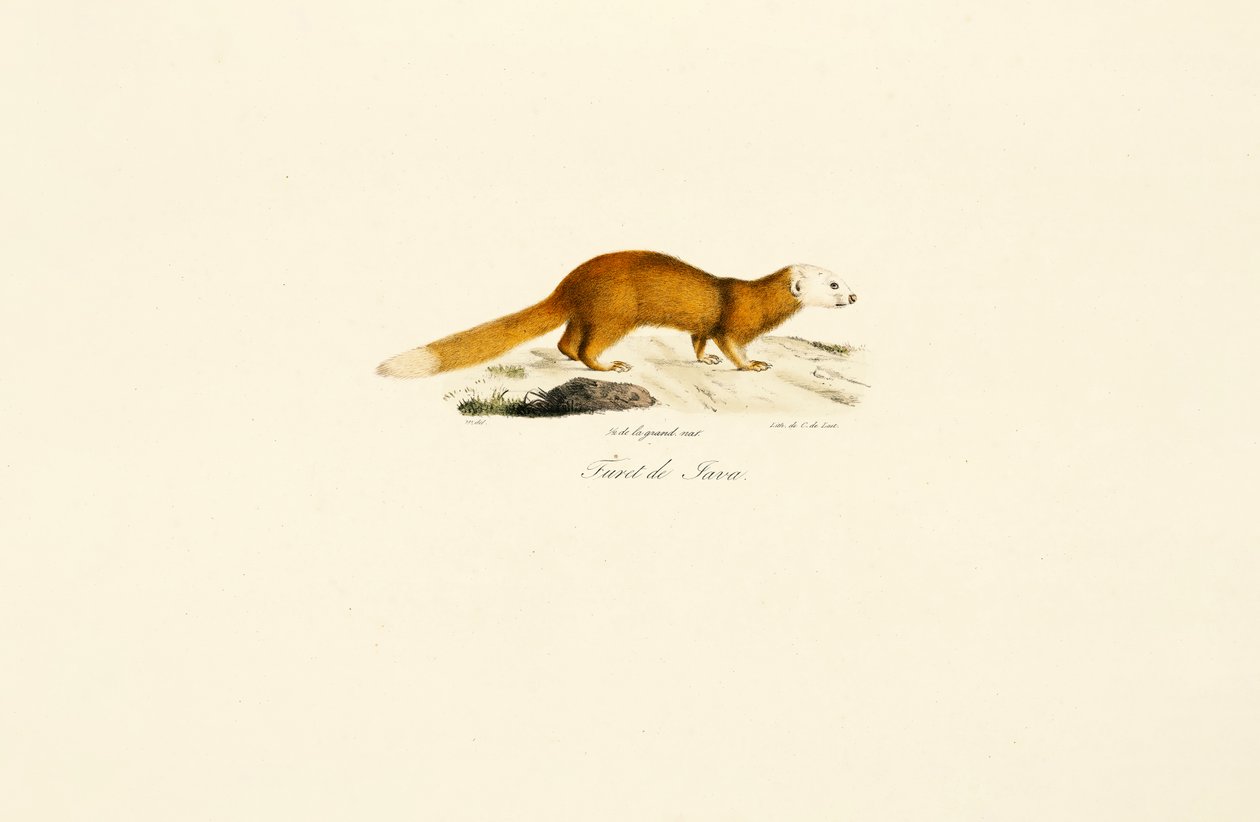Javan Ferret Porsuk by Jacques Christophe Werner