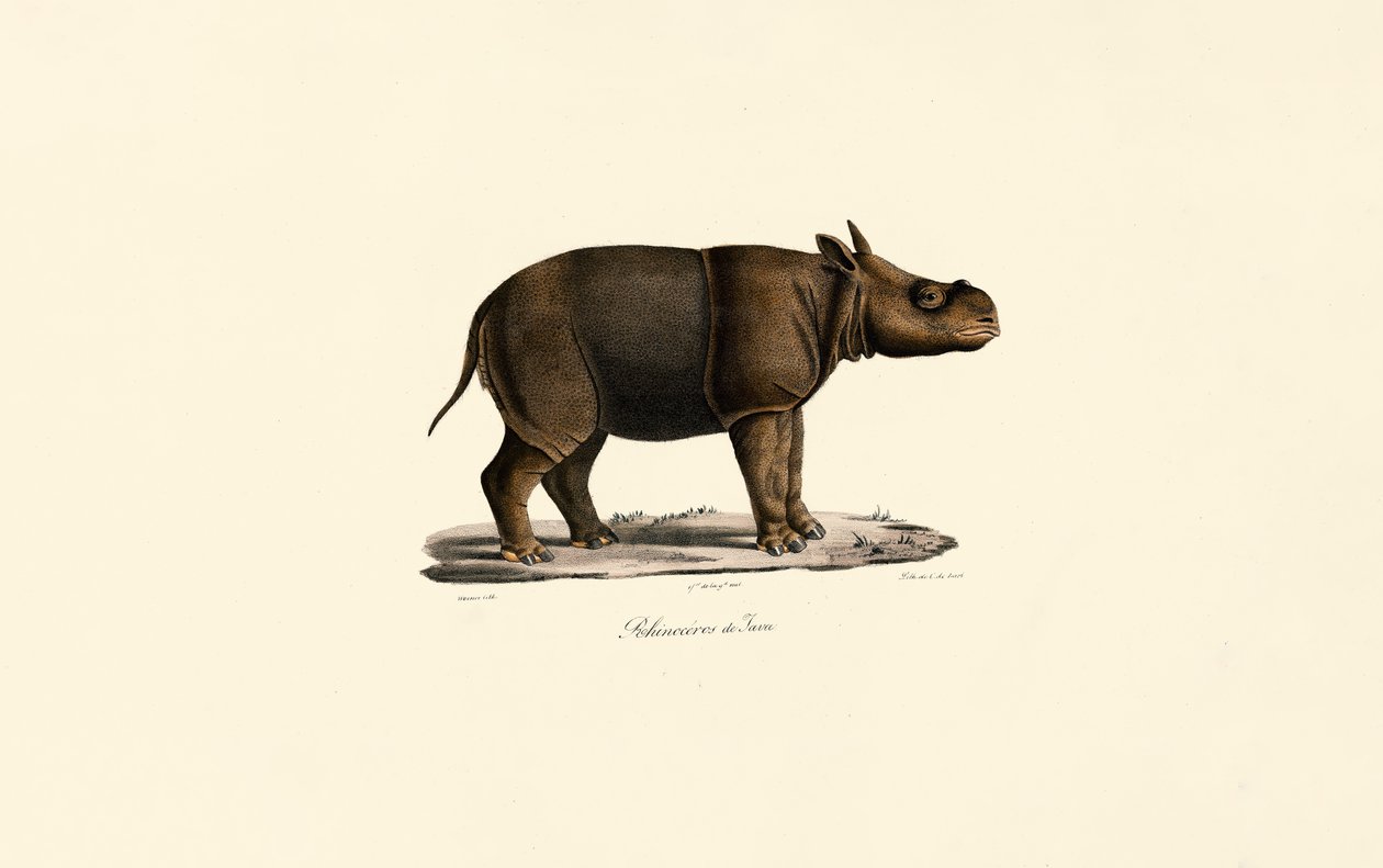 Javan Gergedanı by Jacques Christophe Werner