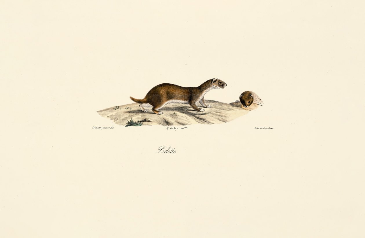  by Jacques Christophe Werner