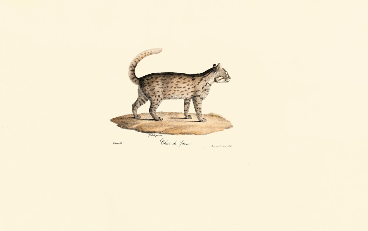 Leopar Kedisi (Prionailurus bengalensis) by Jacques Christophe Werner