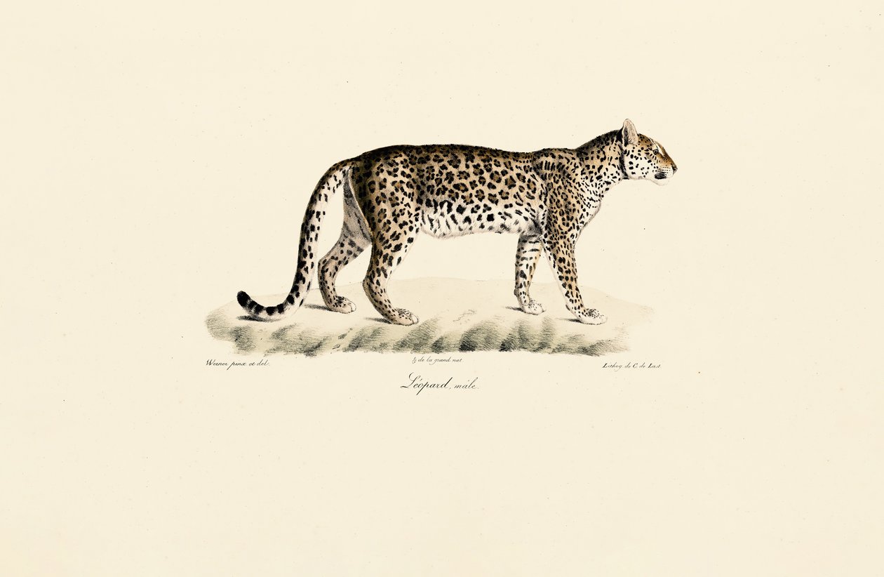 Leopar, erkek by Jacques Christophe Werner
