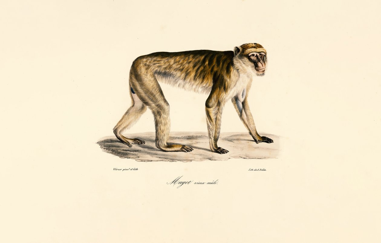 Uzun Kuyruklu Makak (Erkek) by Jacques Christophe Werner