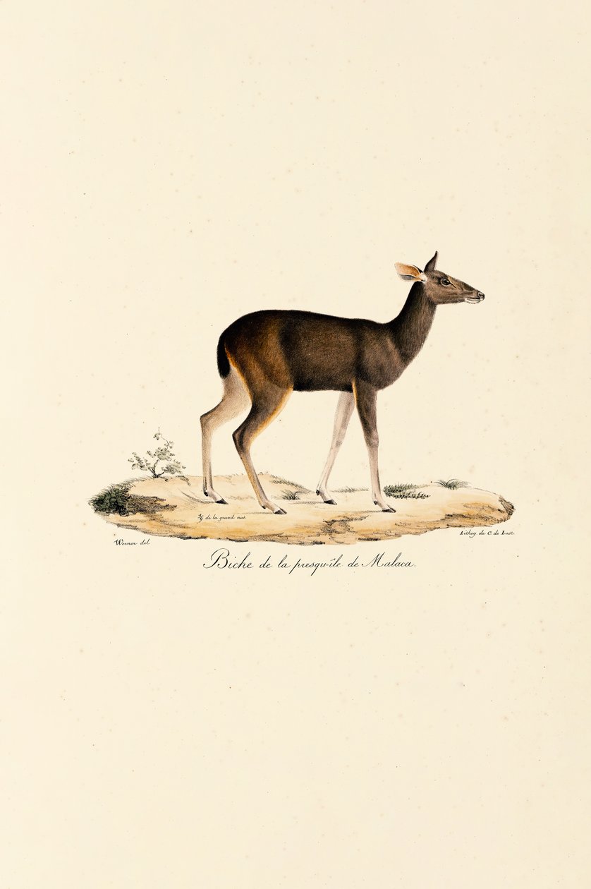Malaya Geyiği Doe by Jacques Christophe Werner