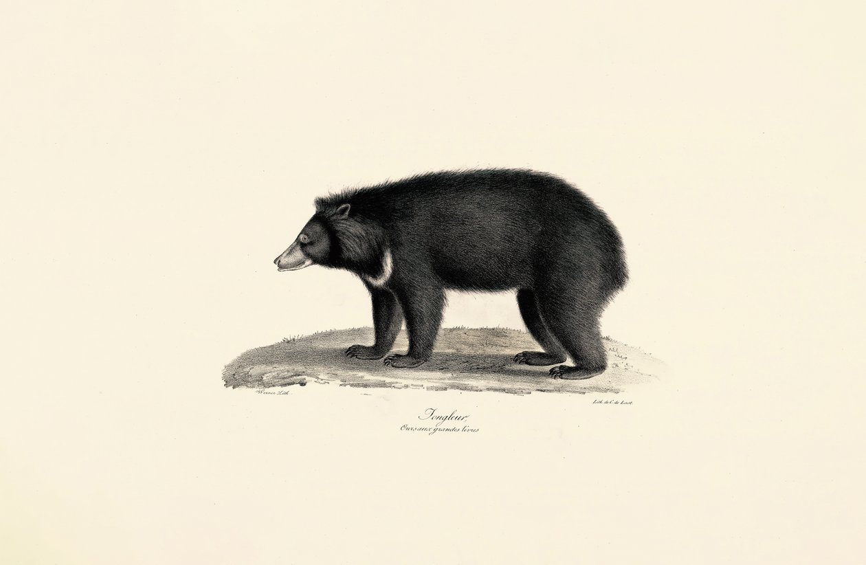 Malaya Güneş Ayısı by Jacques Christophe Werner