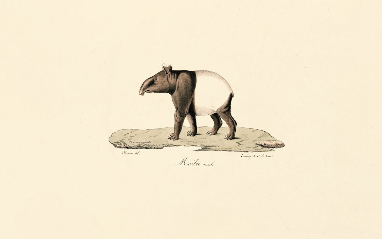 Malaya Tapiri by Jacques Christophe Werner
