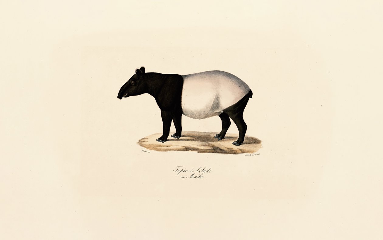 Malaya Tapiri by Jacques Christophe Werner