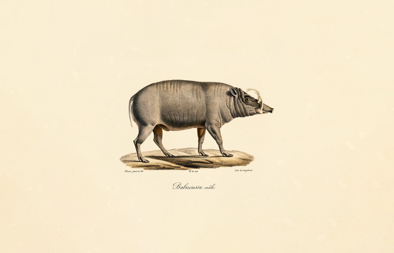 Erkek Babirusa by Jacques Christophe Werner