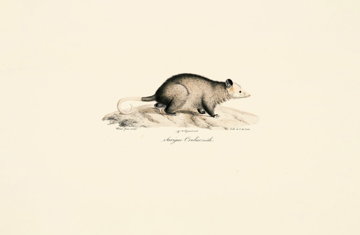  by Jacques Christophe Werner