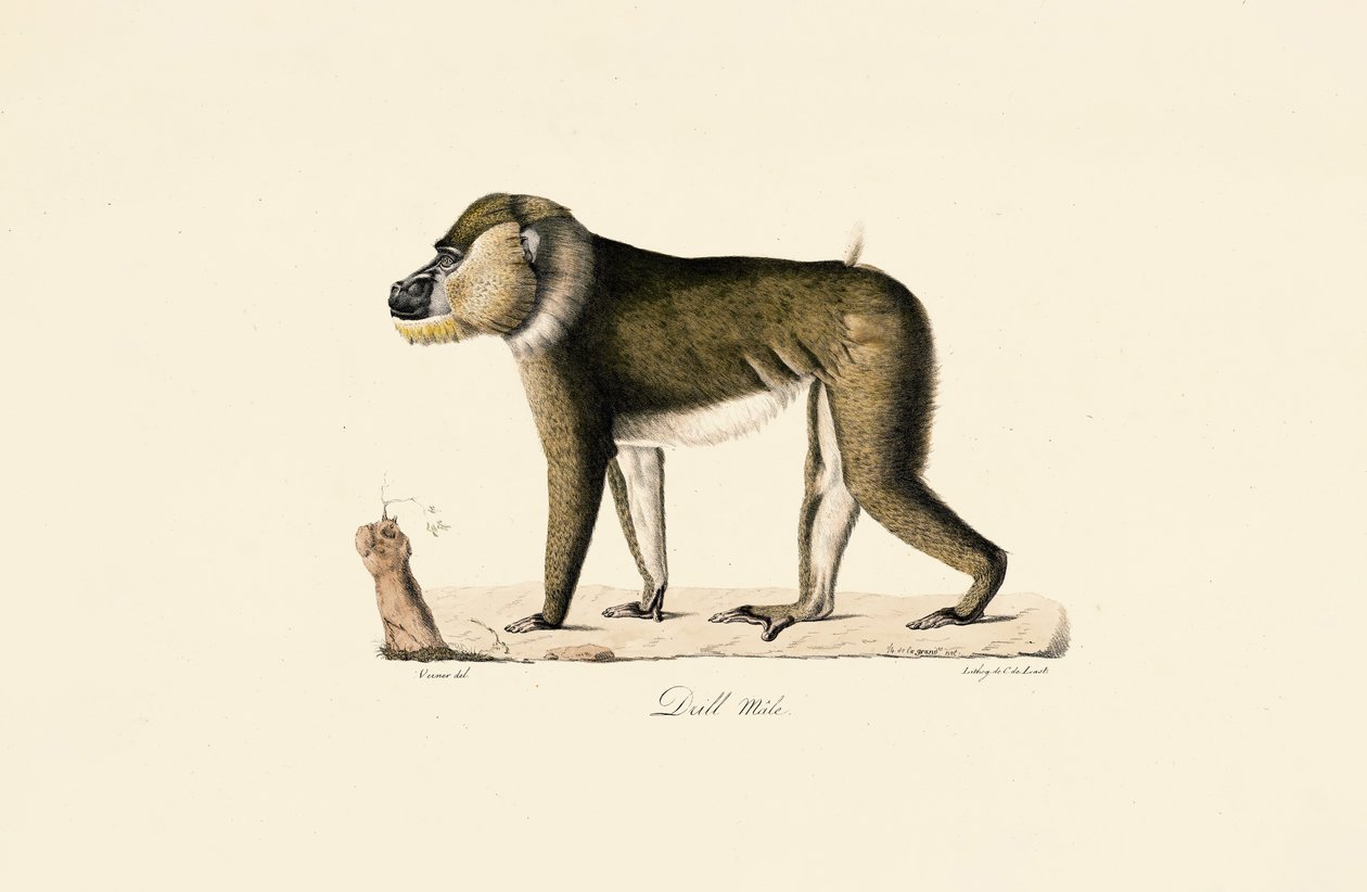 Erkek Gelada Babunu by Jacques Christophe Werner