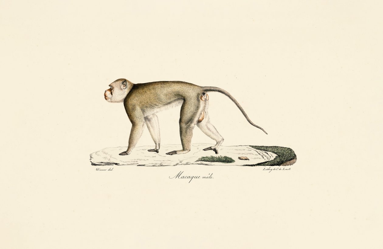  by Jacques Christophe Werner