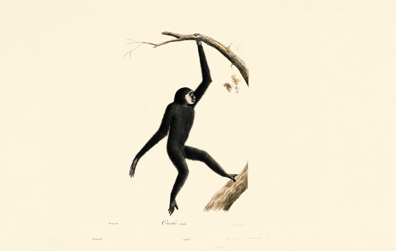  by Jacques Christophe Werner