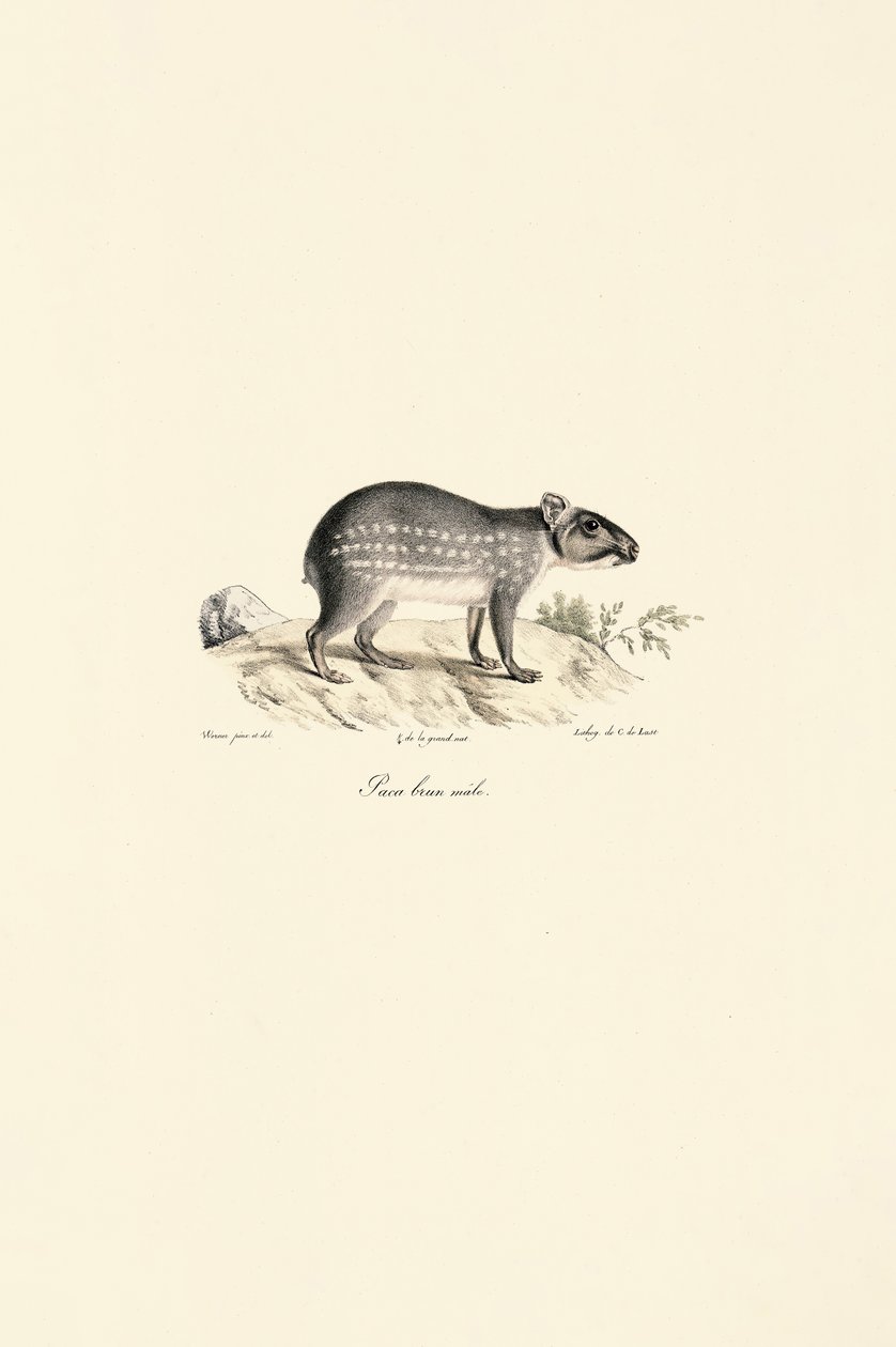 Erkek Benekli Paca by Jacques Christophe Werner