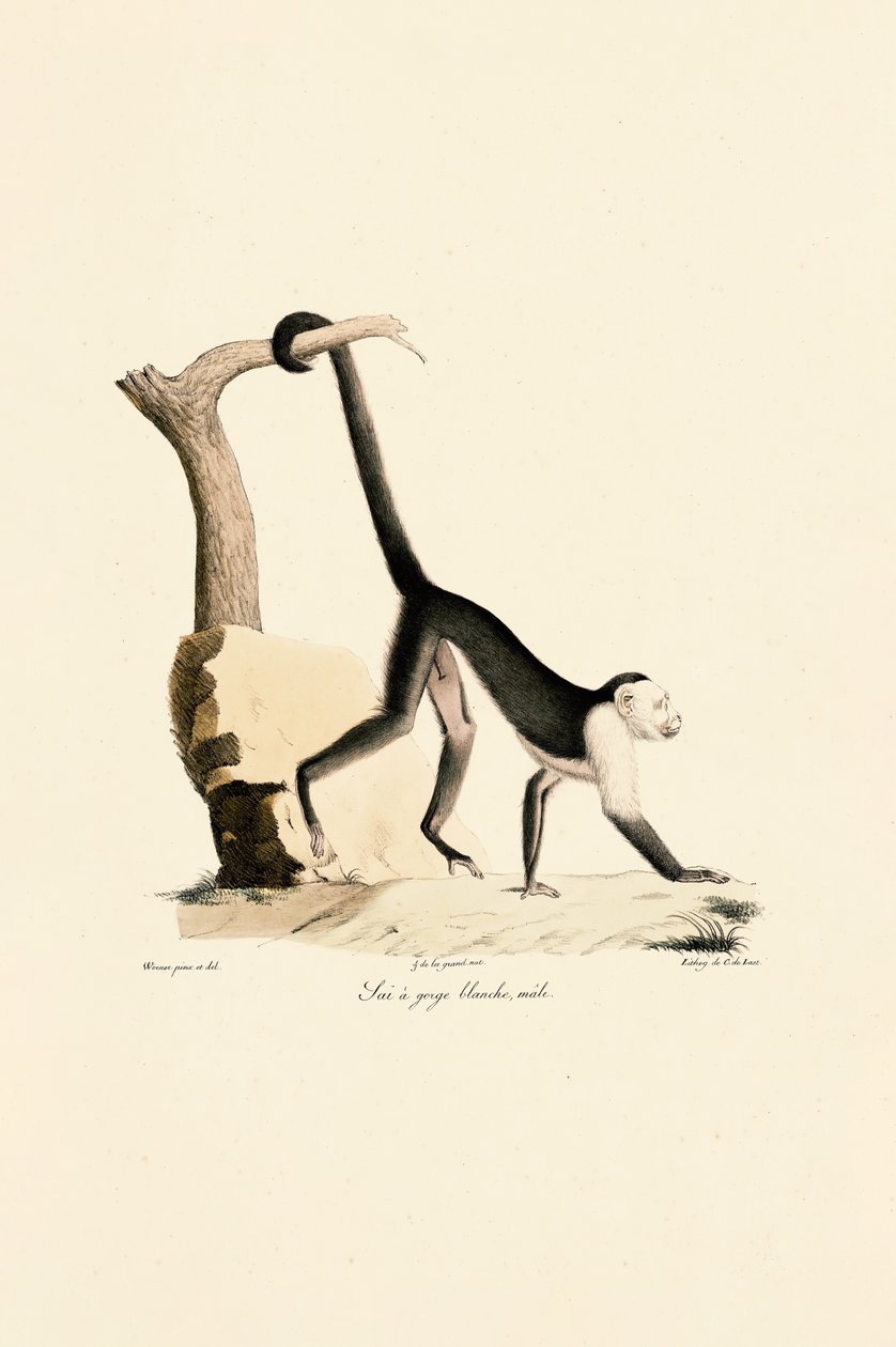 Erkek Beyaz Papağan Kapuçin by Jacques Christophe Werner