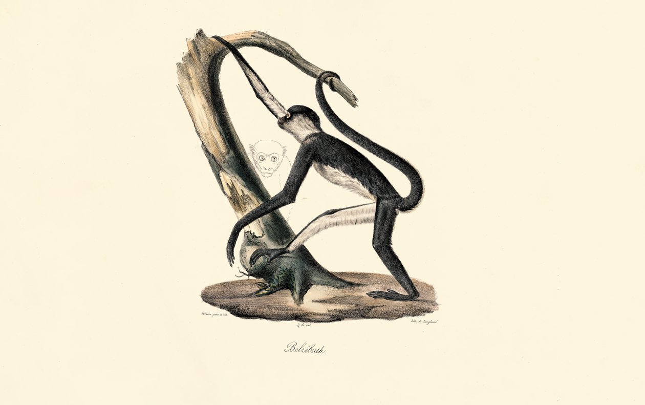 Mantolu Guereza by Jacques Christophe Werner