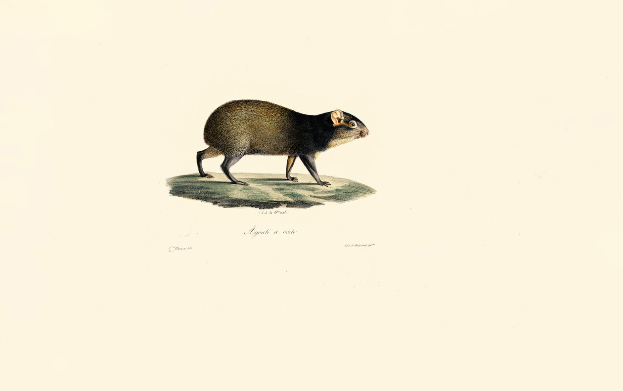 Meksika Kirpisi by Jacques Christophe Werner