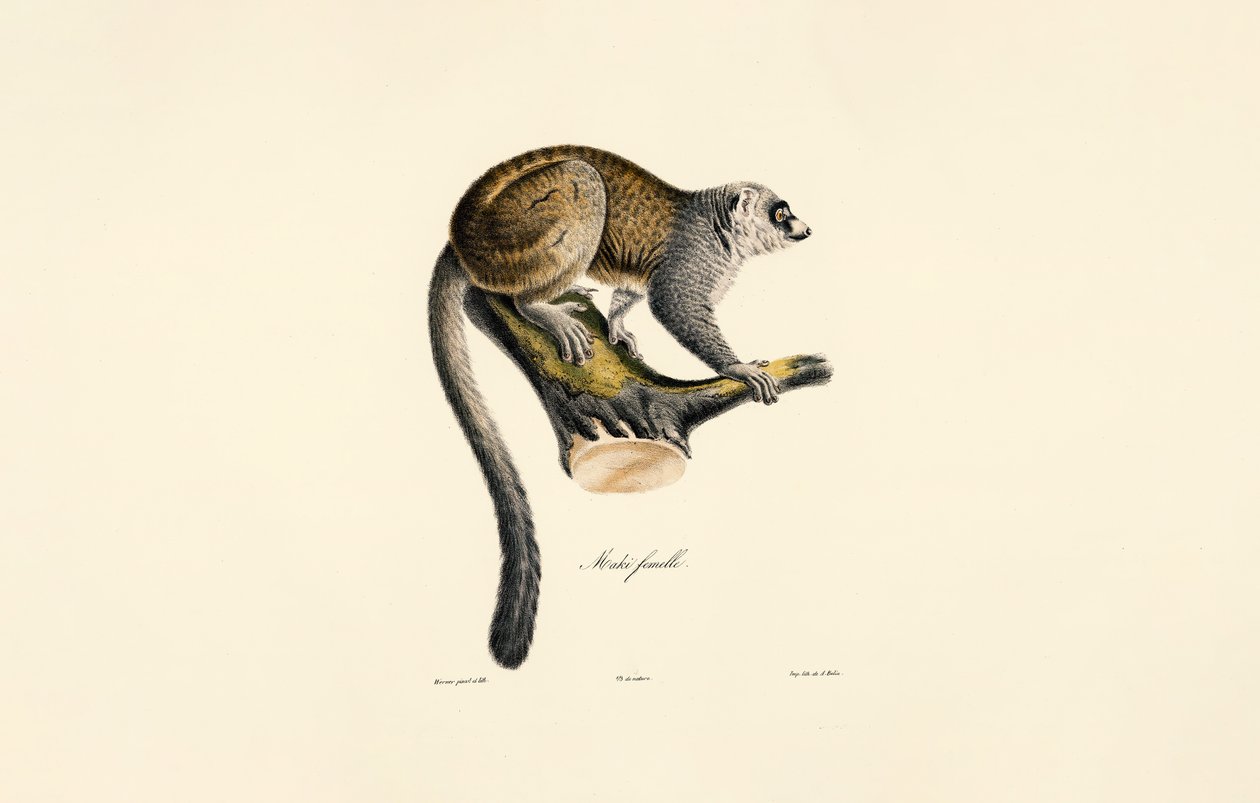 Firavunfaresi Lemuru (dişi) by Jacques Christophe Werner
