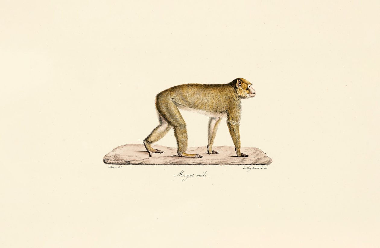 Moor Makak (erkek) by Jacques Christophe Werner