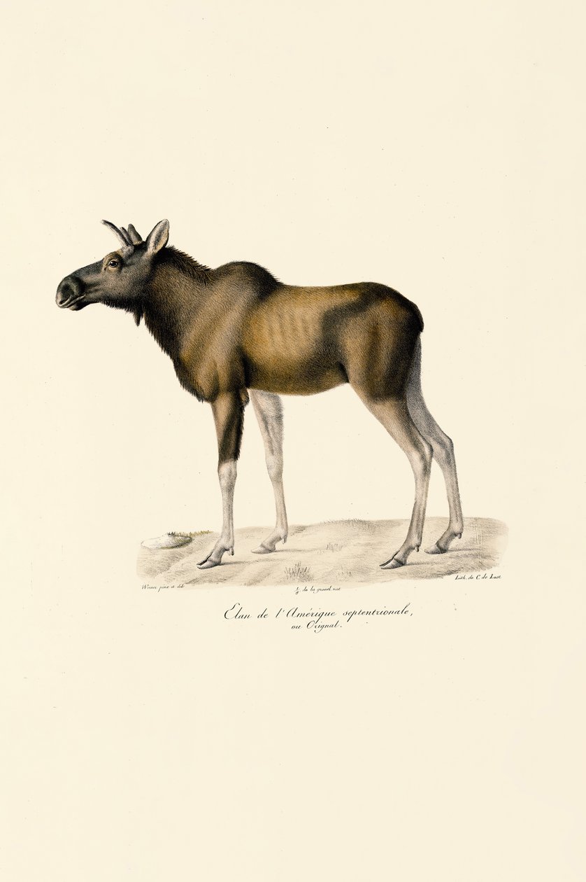 Geyik (Alces alces) by Jacques Christophe Werner