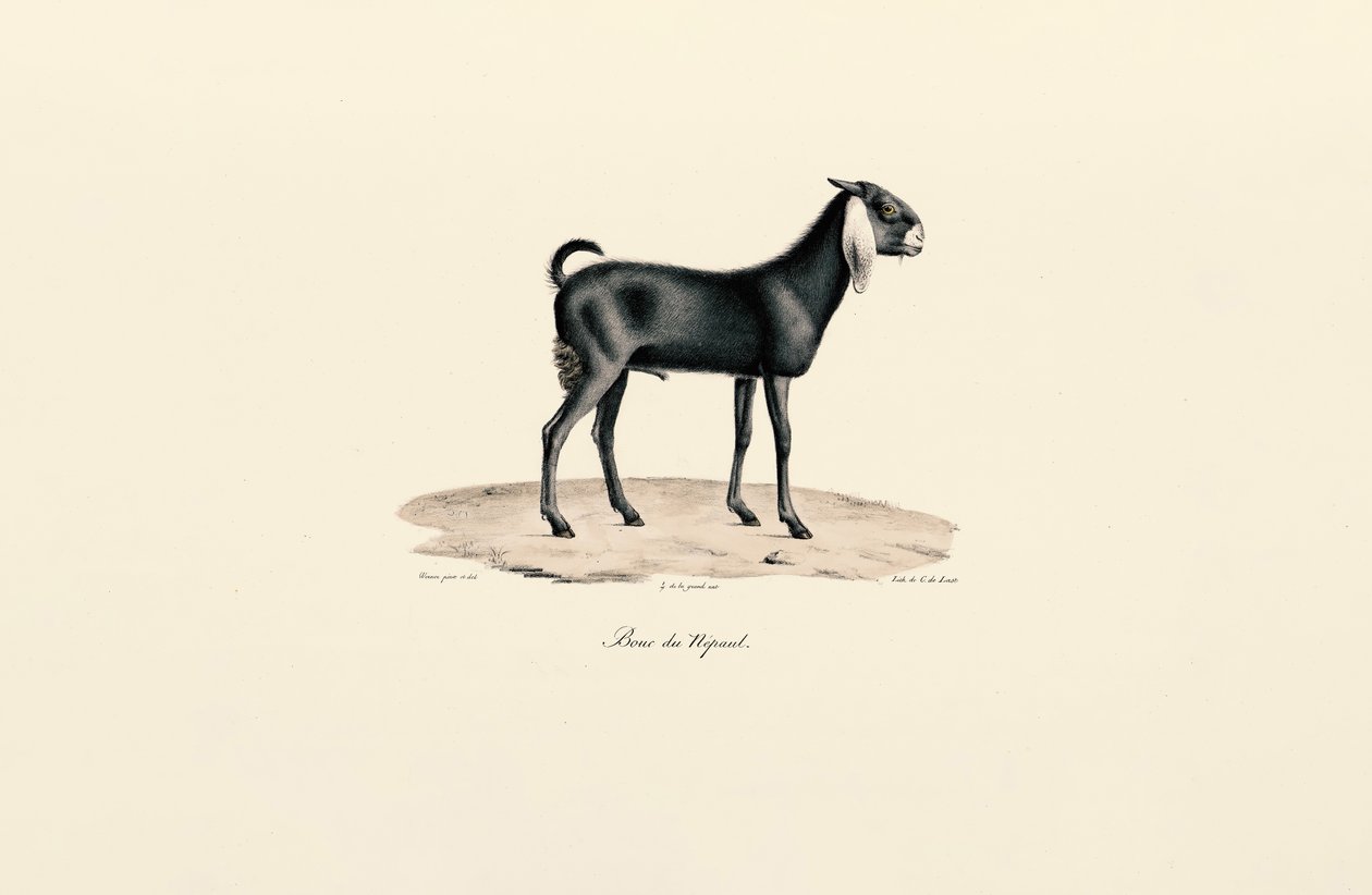 Nepal Keçisi by Jacques Christophe Werner