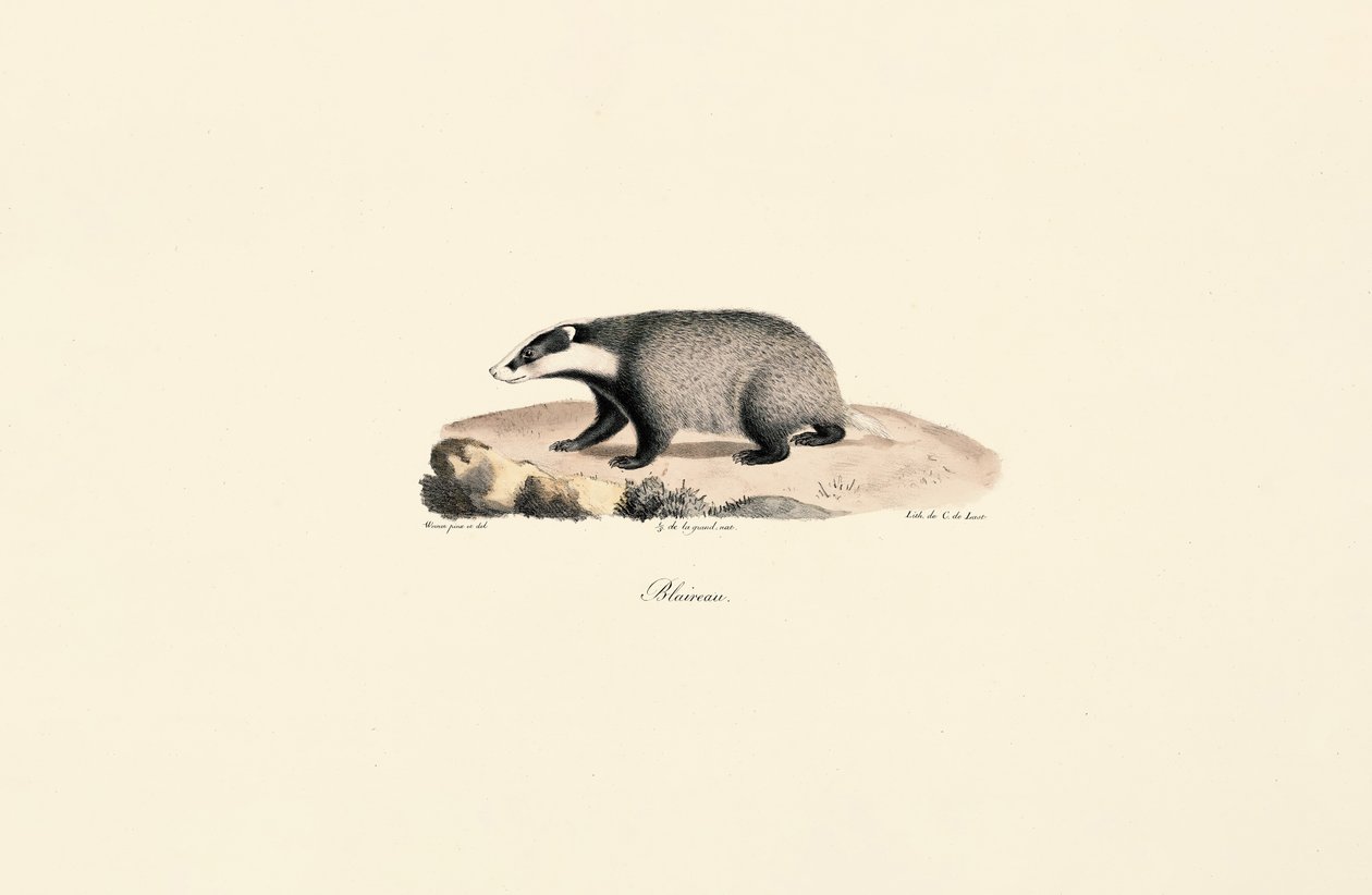 Newfoundland Köpeği by Jacques Christophe Werner