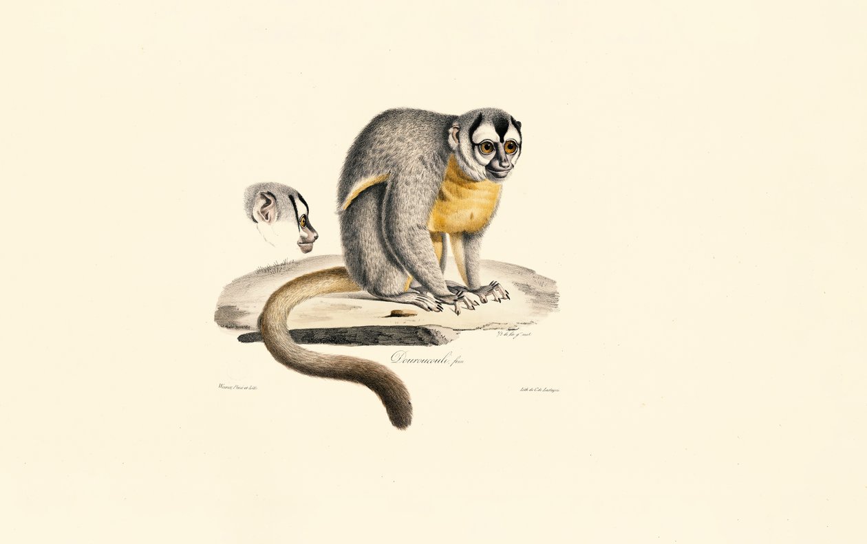 Gece Maymunu by Jacques Christophe Werner