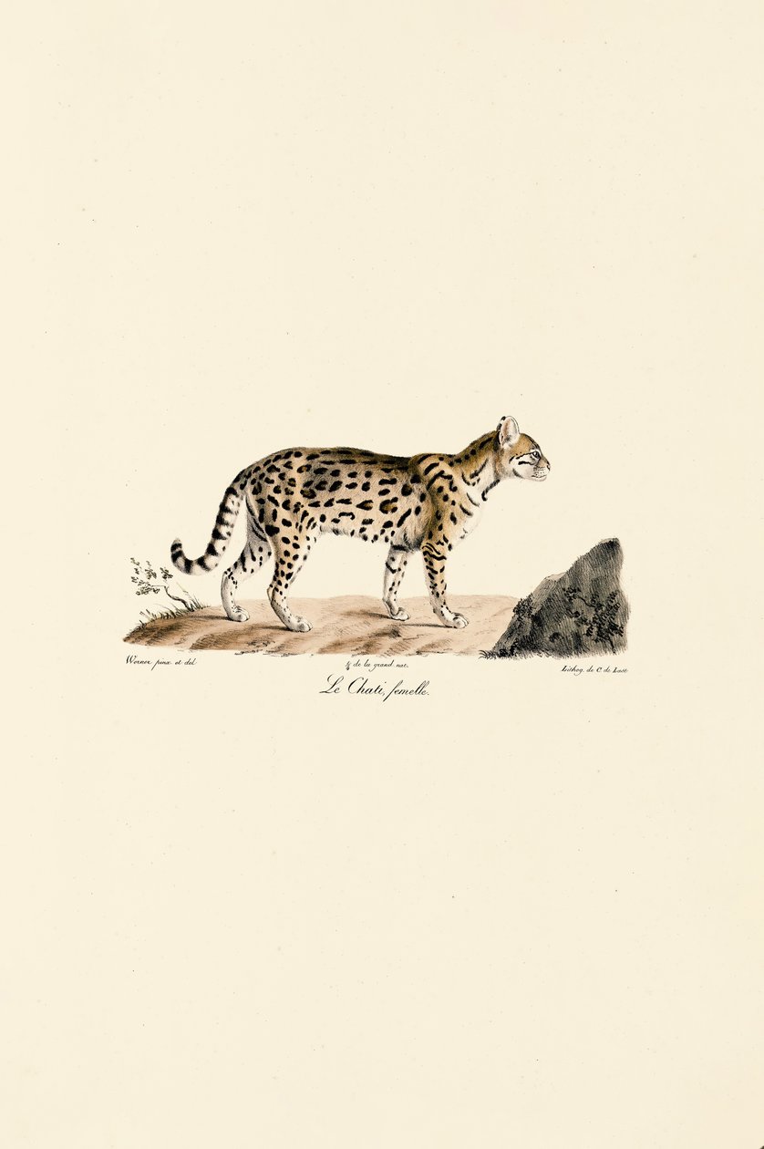 Ocelot, dişi by Jacques Christophe Werner