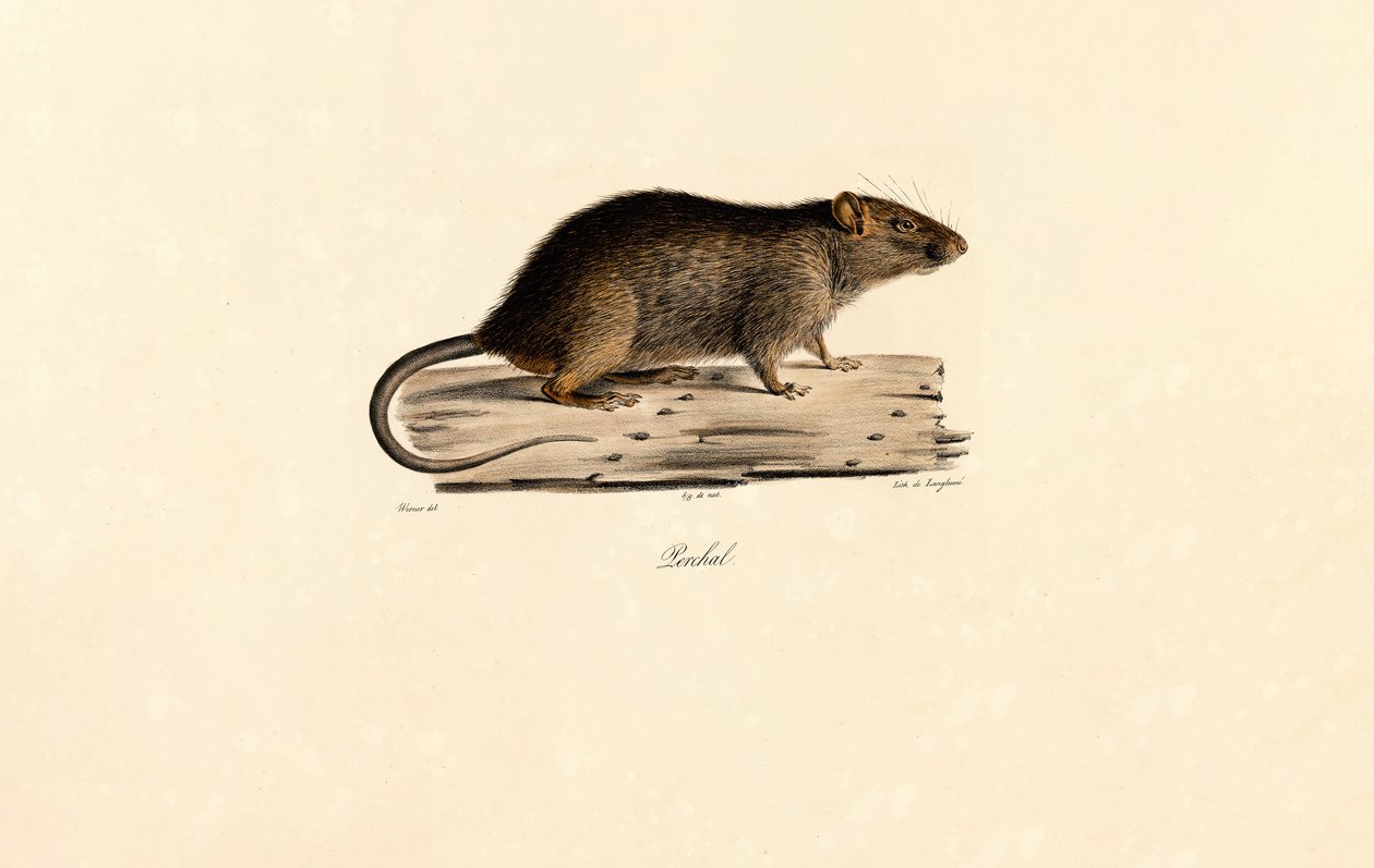  by Jacques Christophe Werner