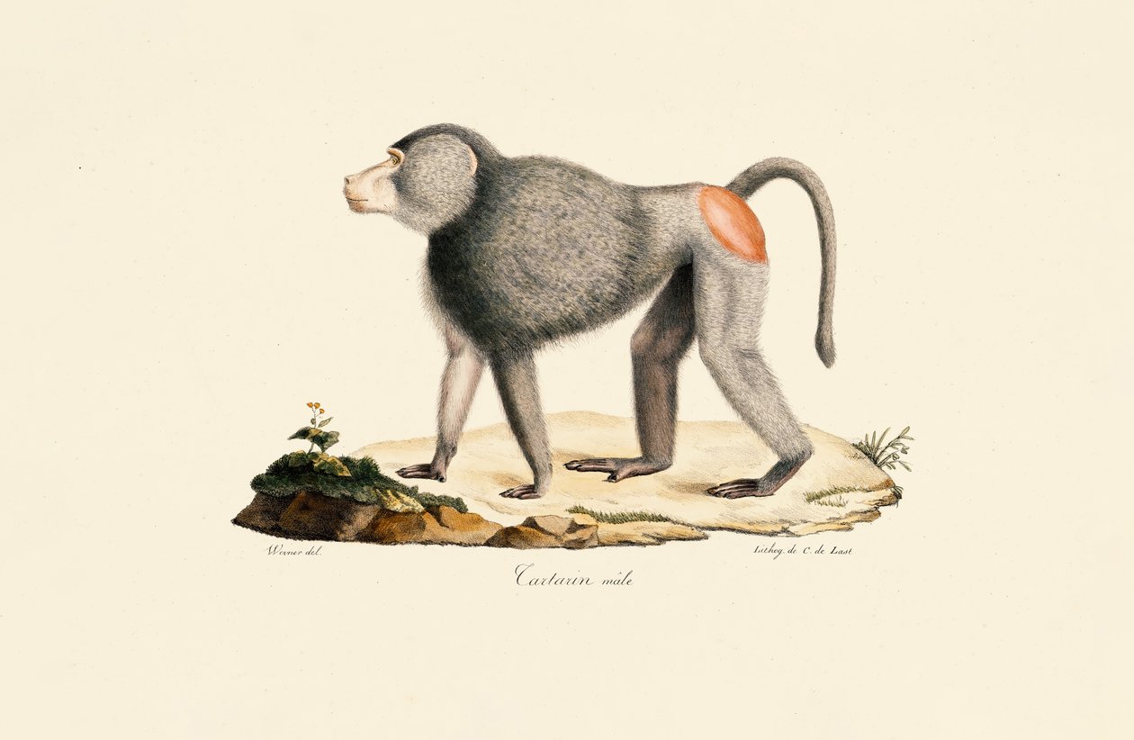Maymun Patileri by Jacques Christophe Werner