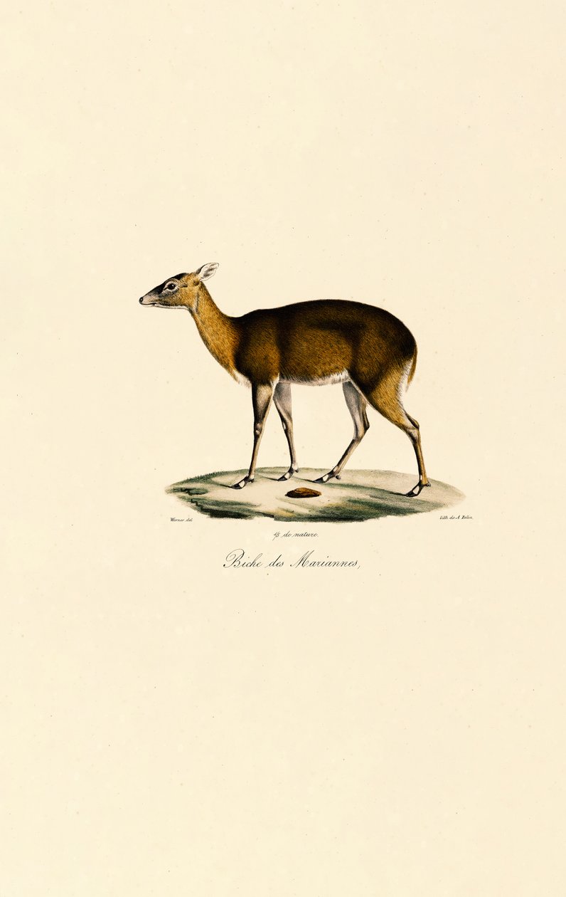 Filipin Benekli Geyiği (Visayan Benekli Geyiği) by Jacques Christophe Werner