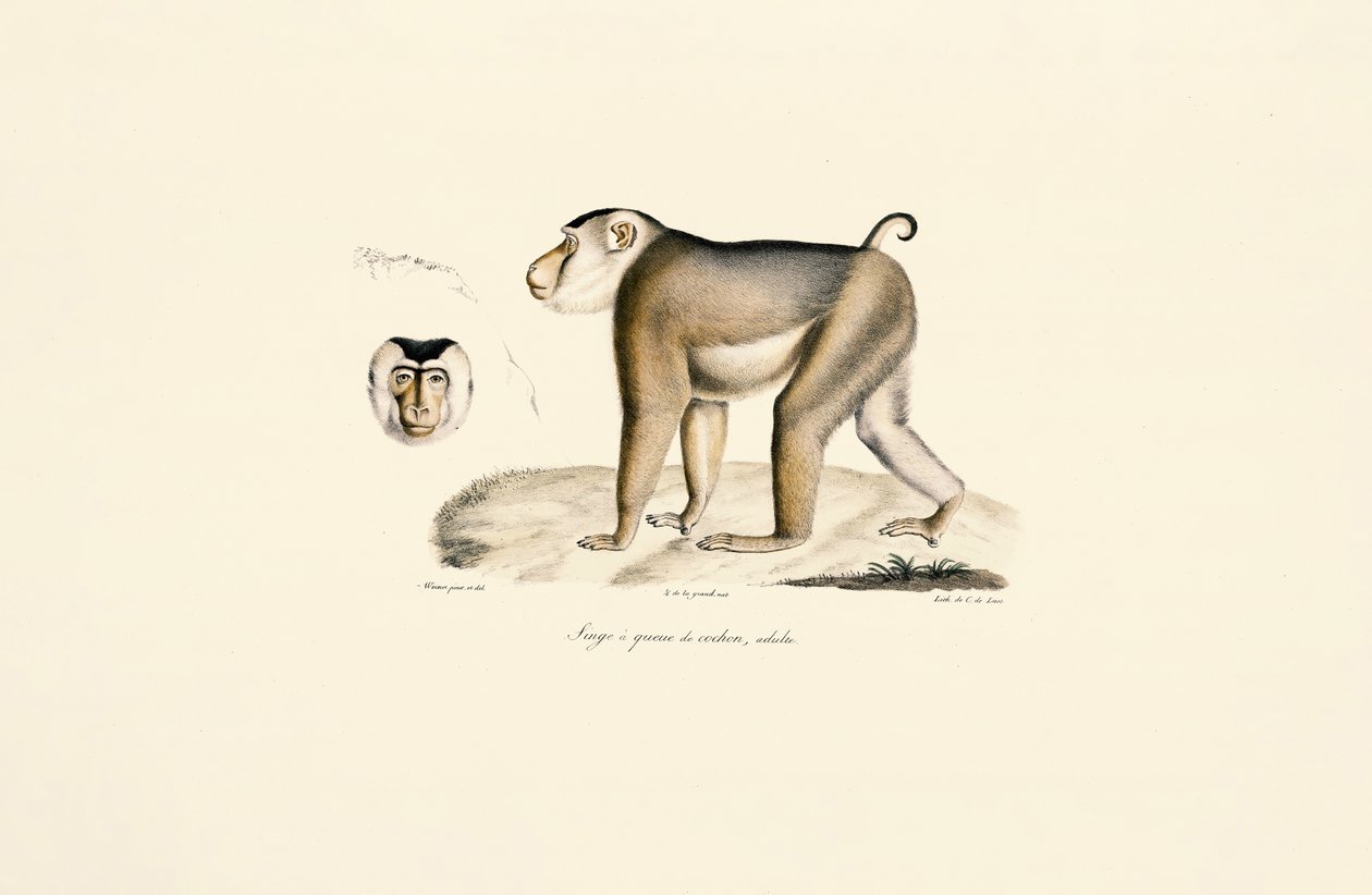 Domuz kuyruklu Makak (yetişkin) by Jacques Christophe Werner