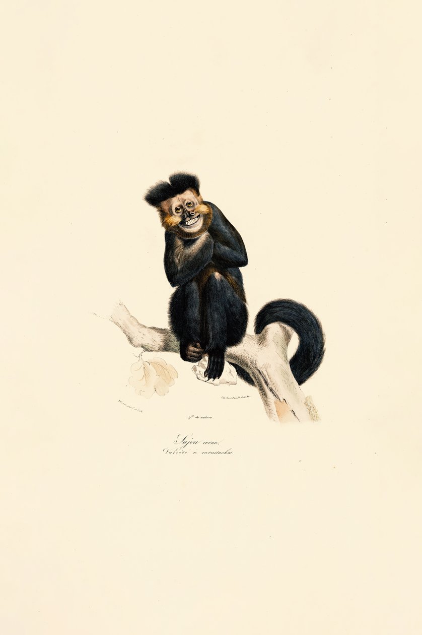  by Jacques Christophe Werner