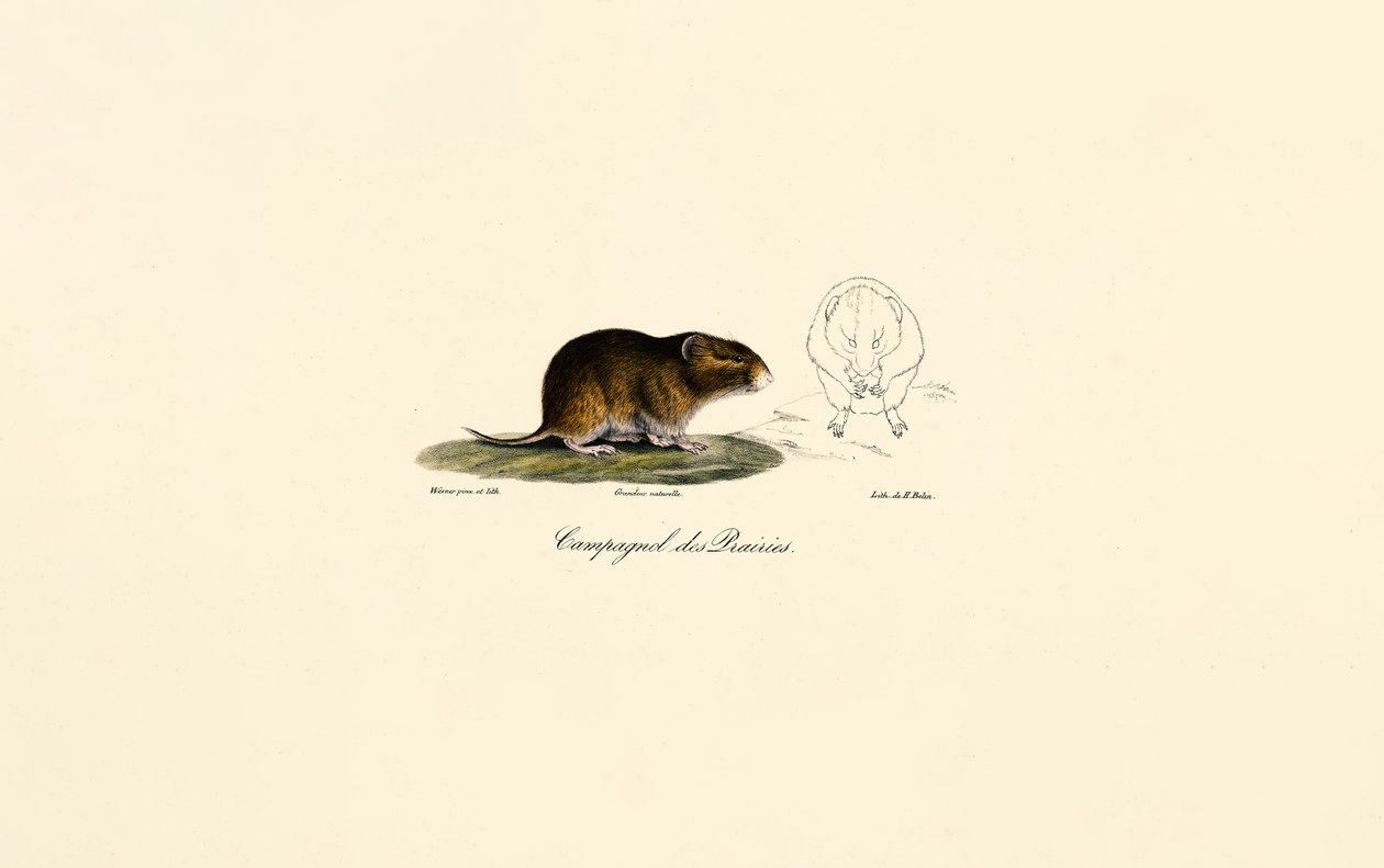 Çayır Tarla Faresi (Meadow vole) by Jacques Christophe Werner