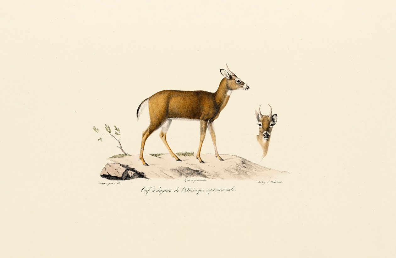 Pronghorn Antilopu by Jacques Christophe Werner