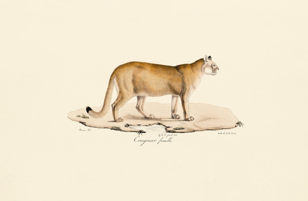 Puma, dişi by Jacques Christophe Werner