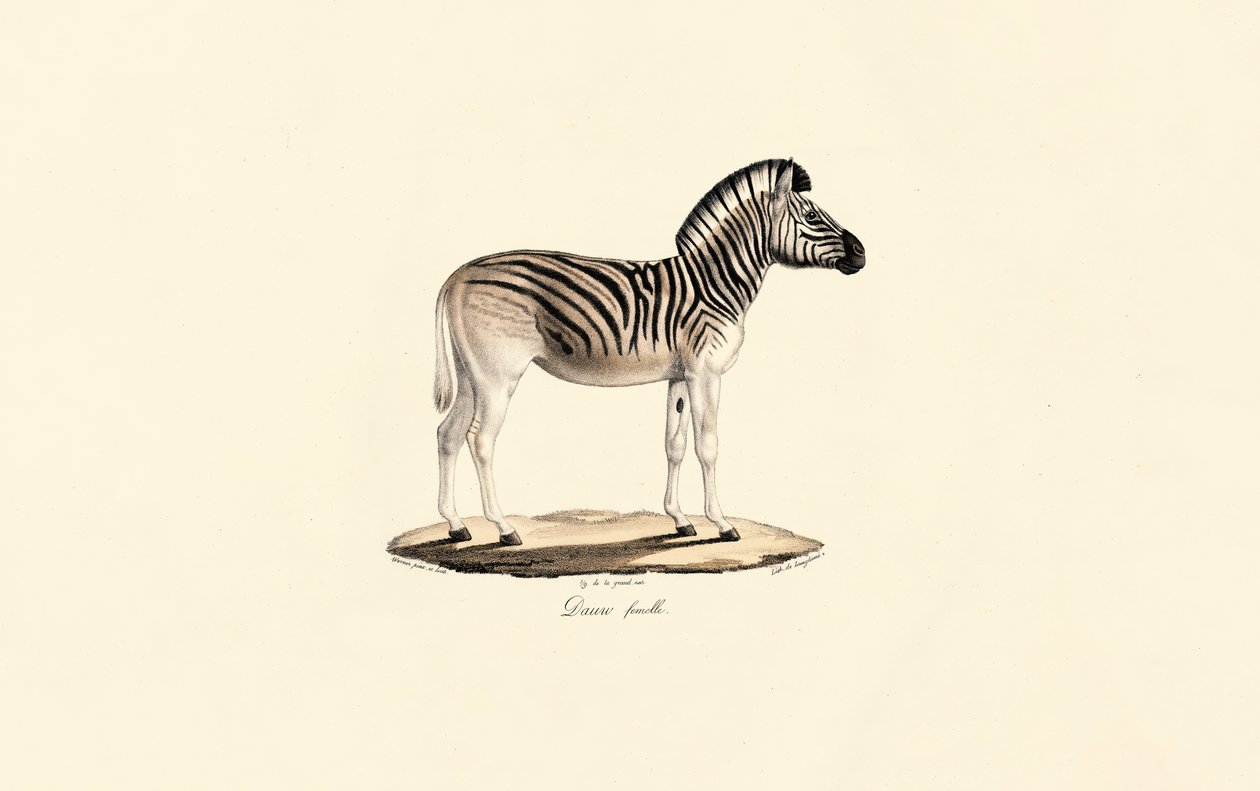 Quagga, dişi by Jacques Christophe Werner