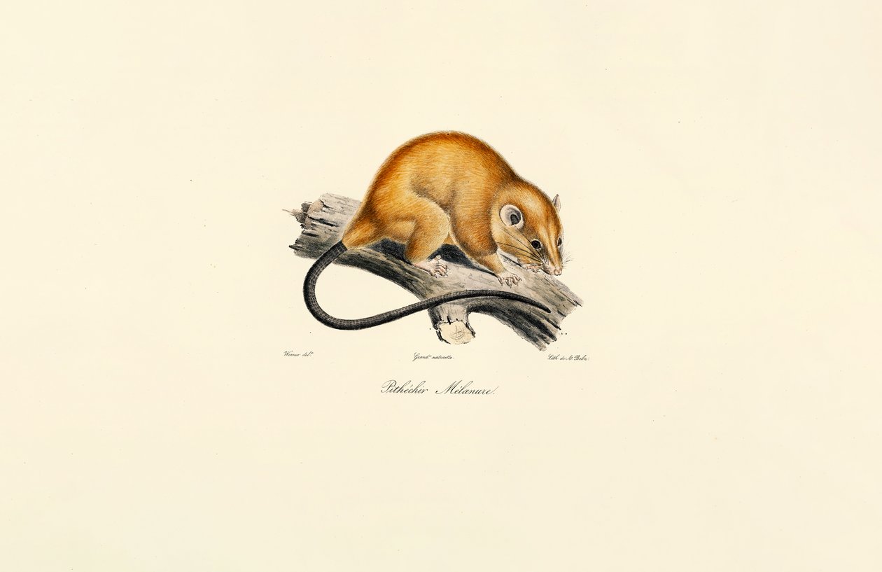  by Jacques Christophe Werner