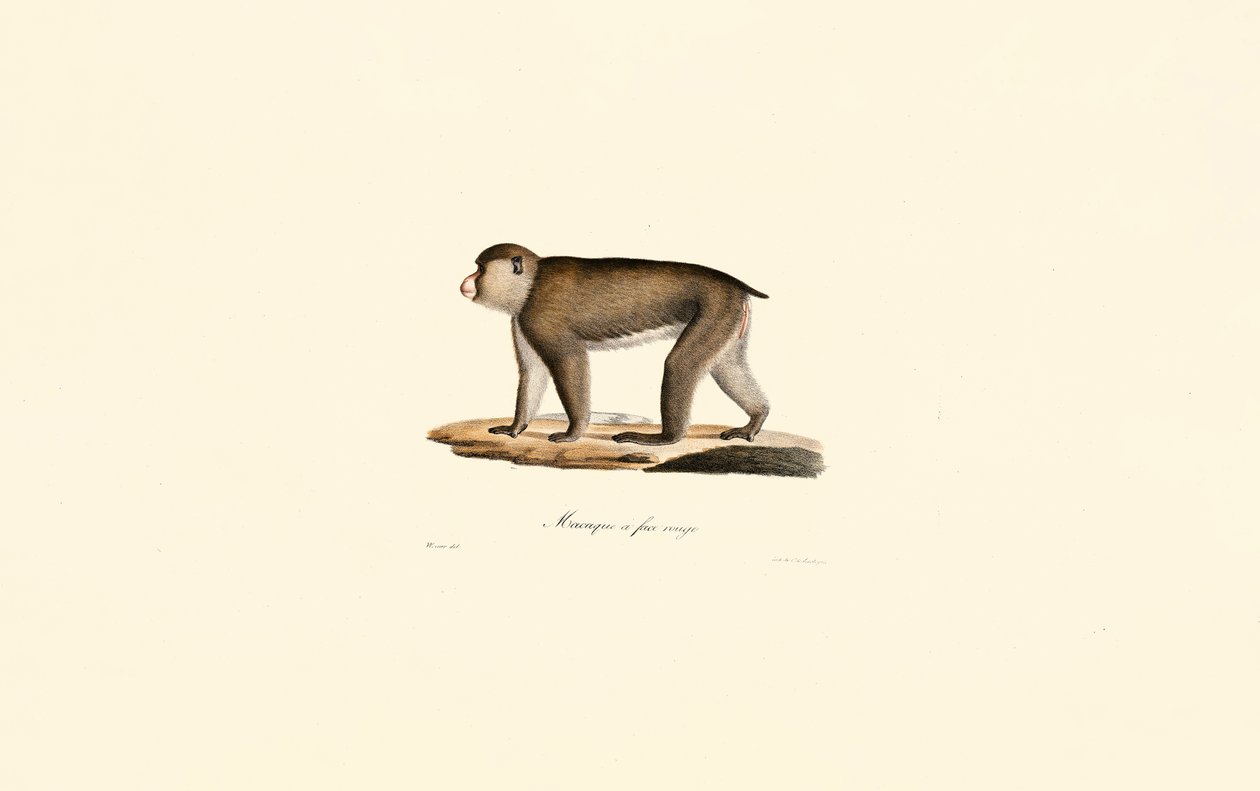 Kırmızı Yüzlü Makak by Jacques Christophe Werner