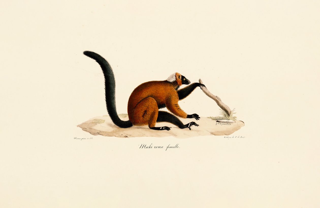 Kırmızı Önlü Lemur by Jacques Christophe Werner