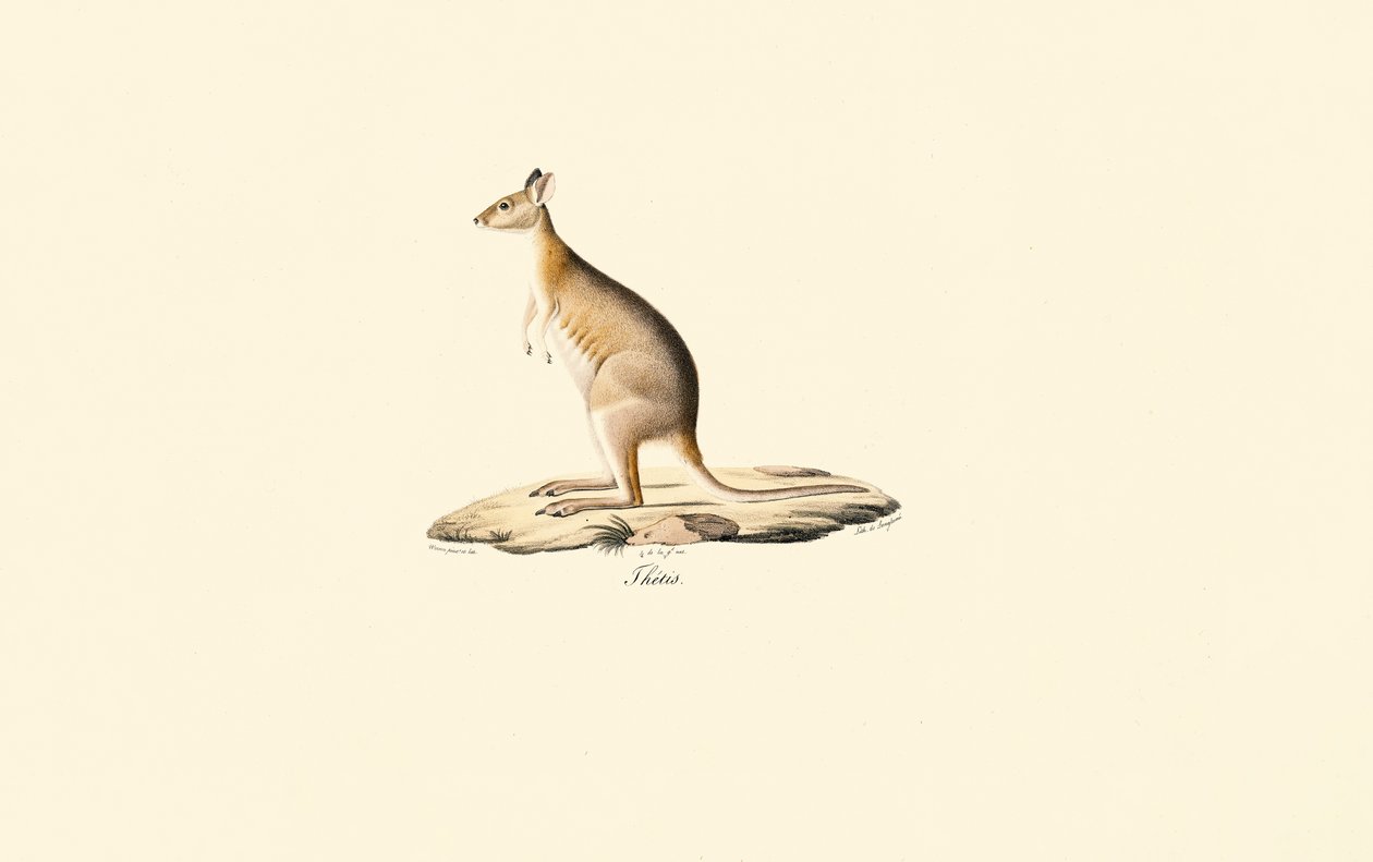 Kırmızı Boyunlu Pademelon by Jacques Christophe Werner