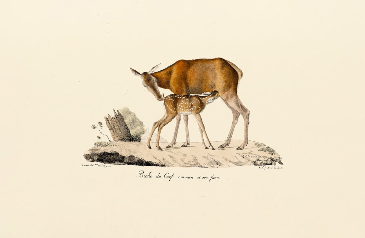 Buzağılı Kızıl Geyik Hindisi by Jacques Christophe Werner