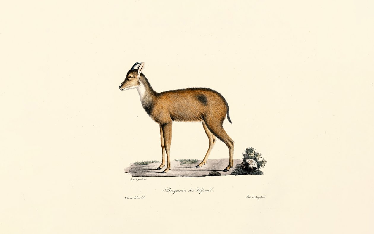 Kızıl Orman Dalgıcı by Jacques Christophe Werner