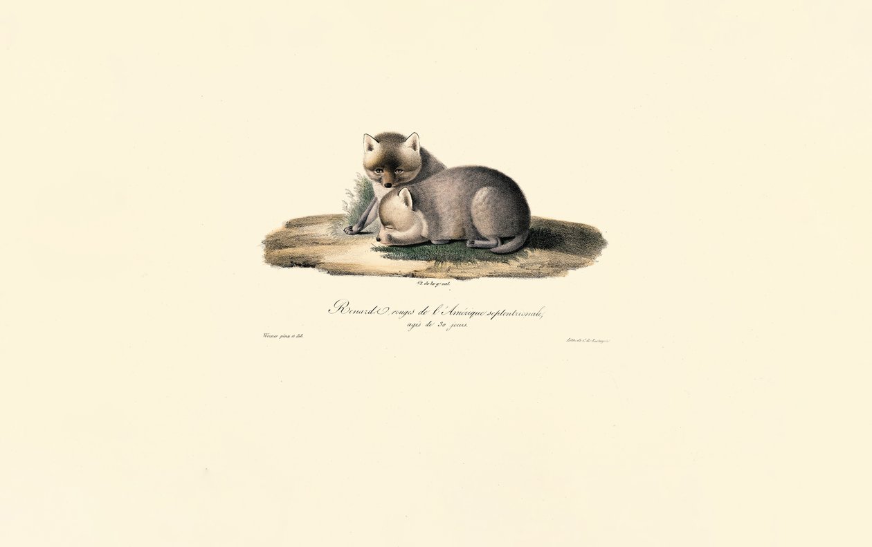 Yavrusu ile Kızıl Tilki by Jacques Christophe Werner