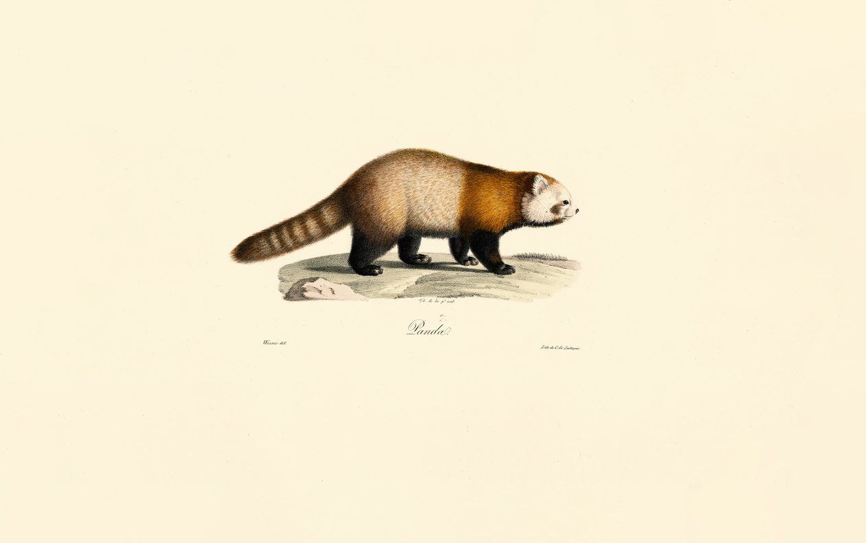 Kızıl Panda (Ailurus fulgens) by Jacques Christophe Werner